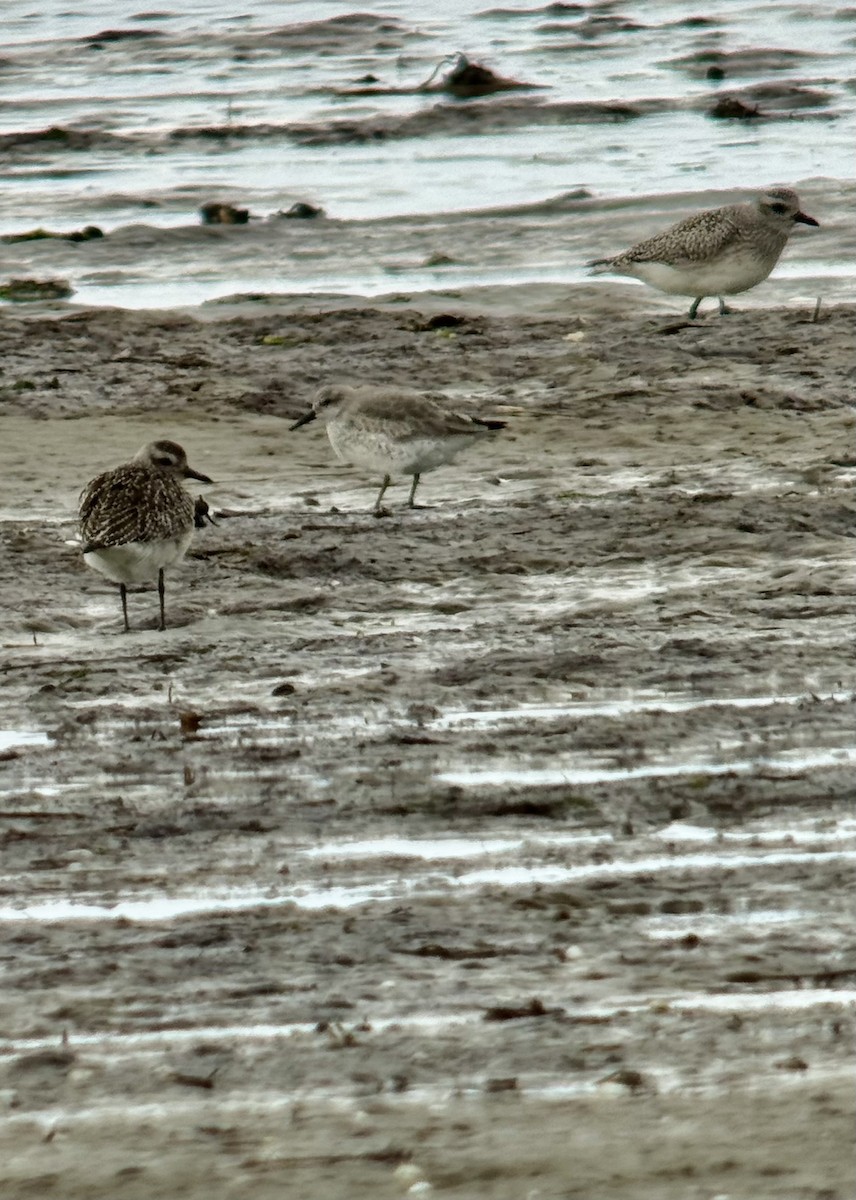 灰斑鴴 - ML645254492