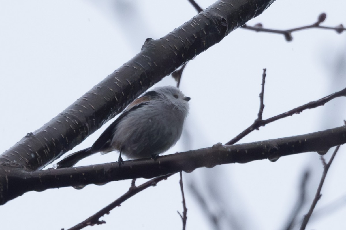 stjertmeis - ML645254502