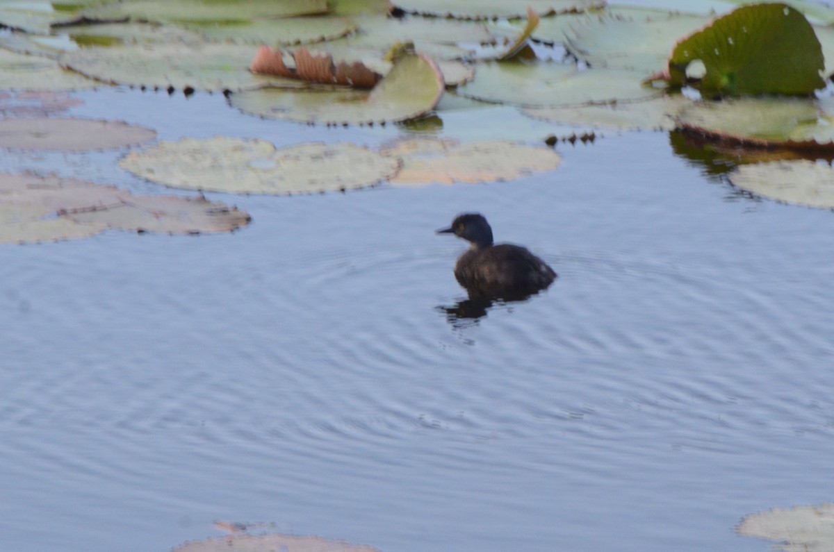 Least Grebe - ML645254504