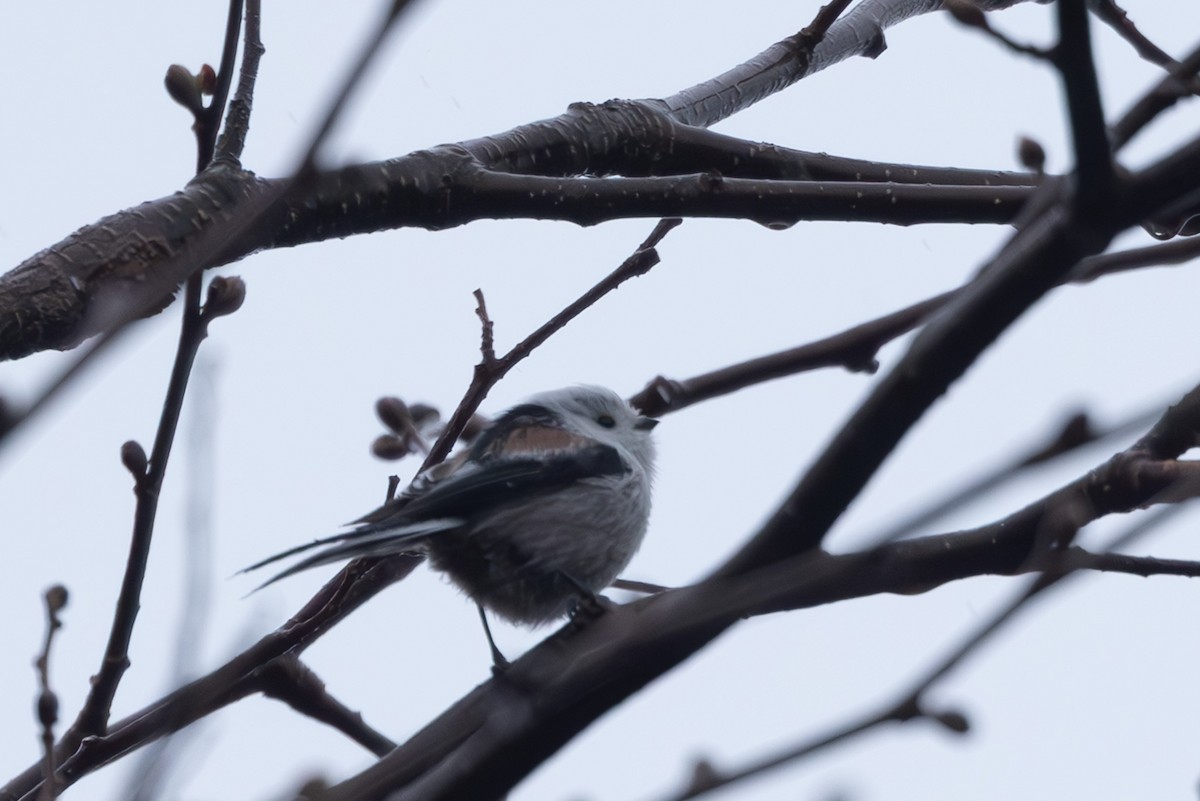 stjertmeis - ML645254505