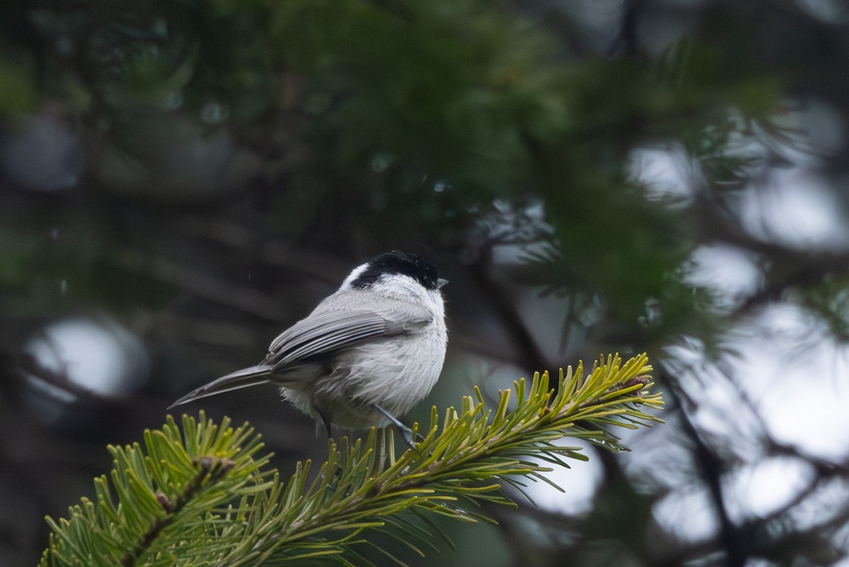 granmeis - ML645254508