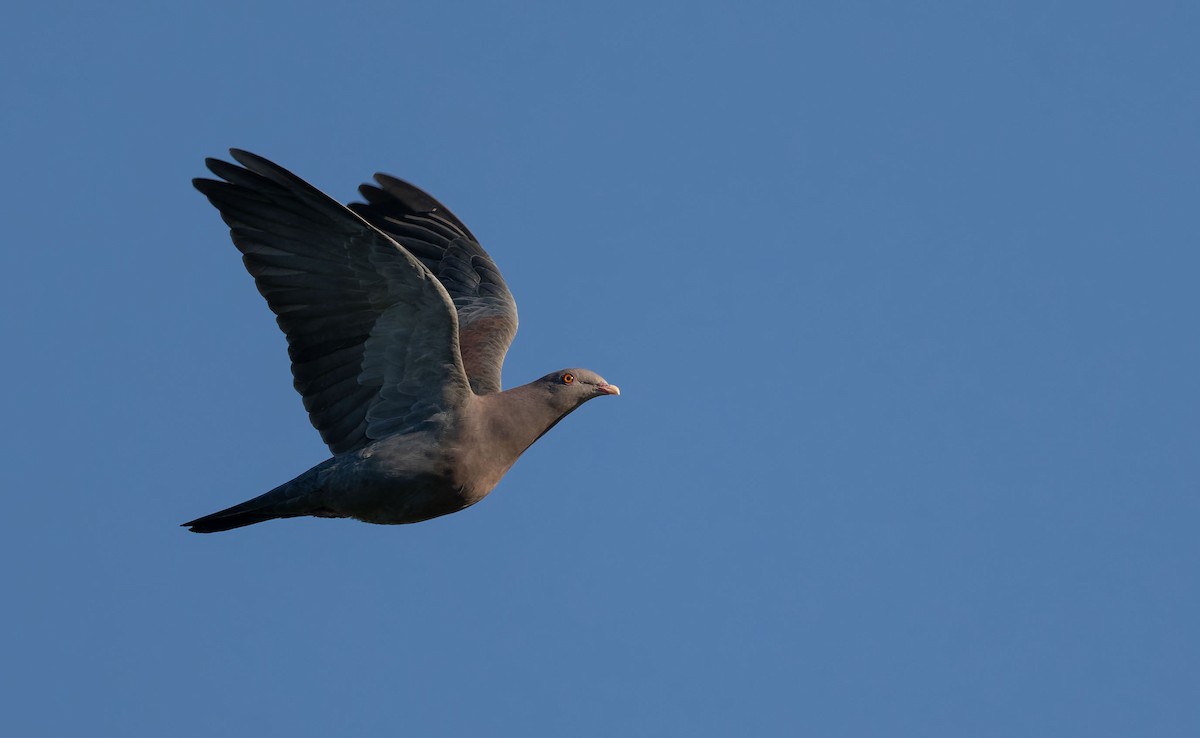 Голуб жовтодзьобий - ML645254509