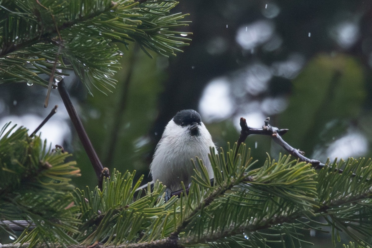 granmeis - ML645254510