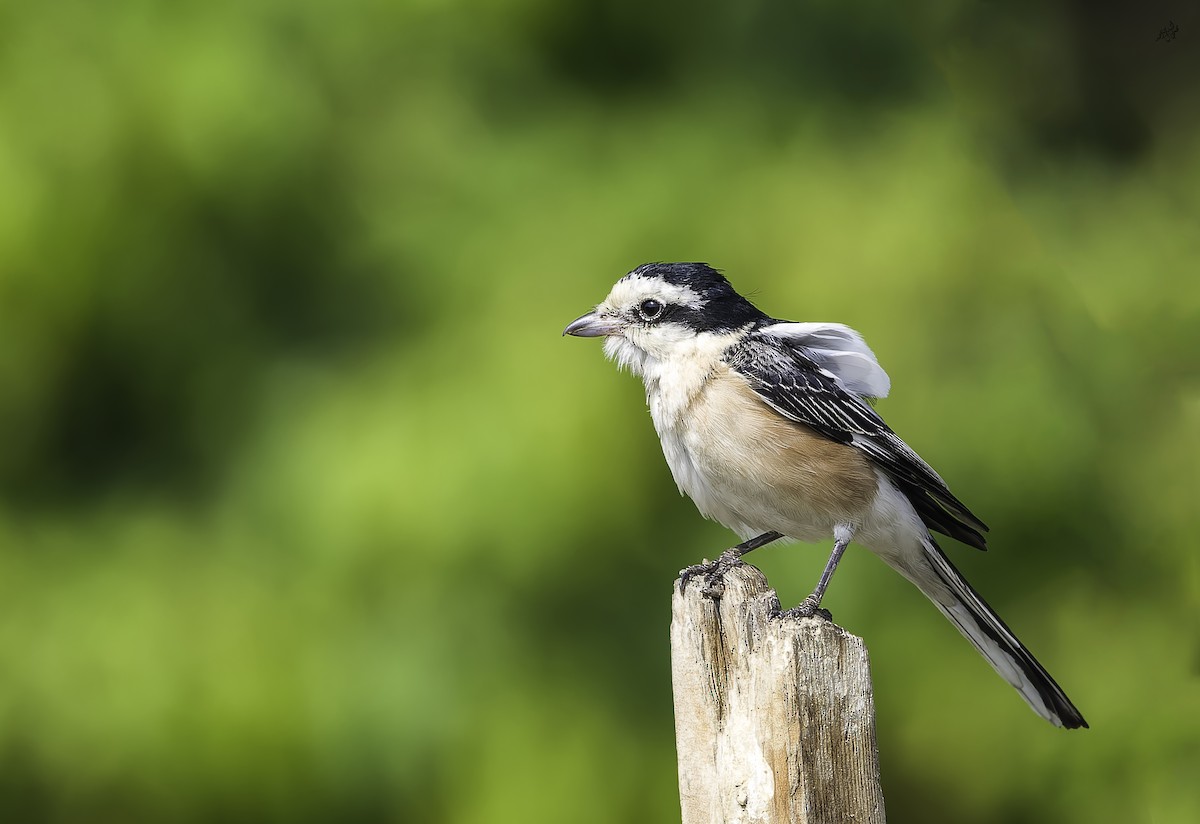 Masked Shrike - ML645254512