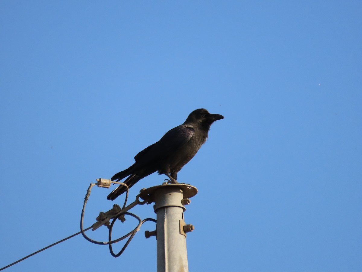 Large-billed Crow - ML645254513