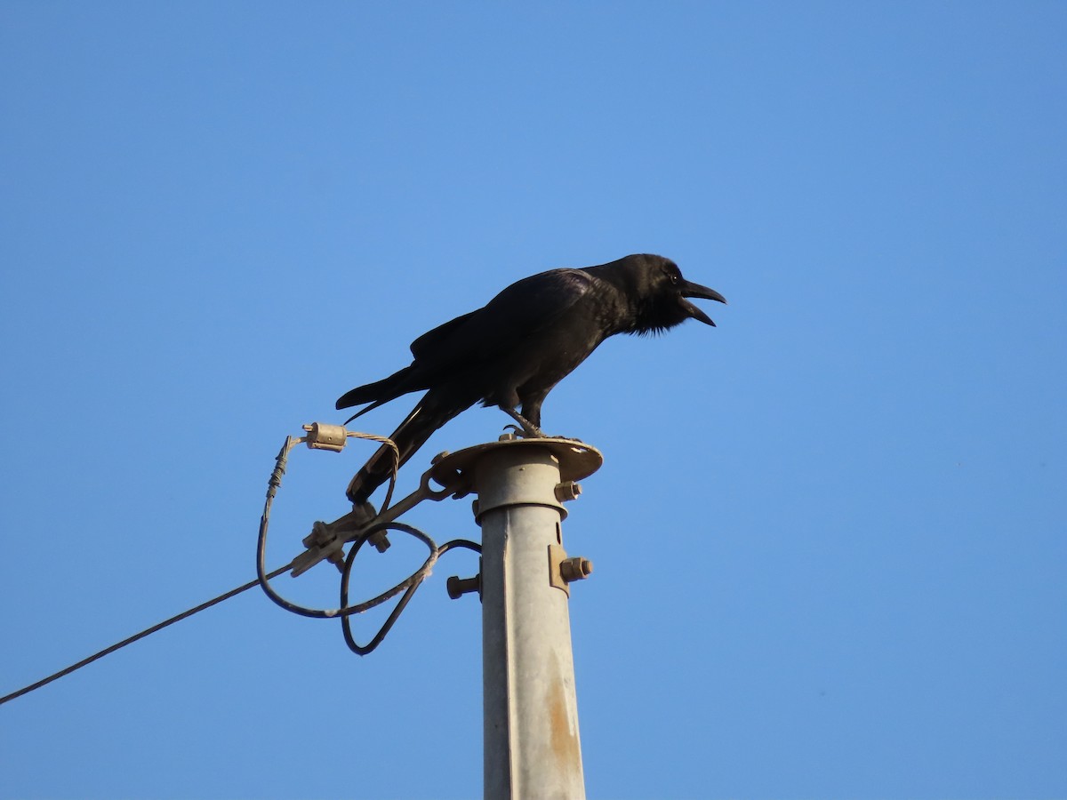 Large-billed Crow - ML645254514