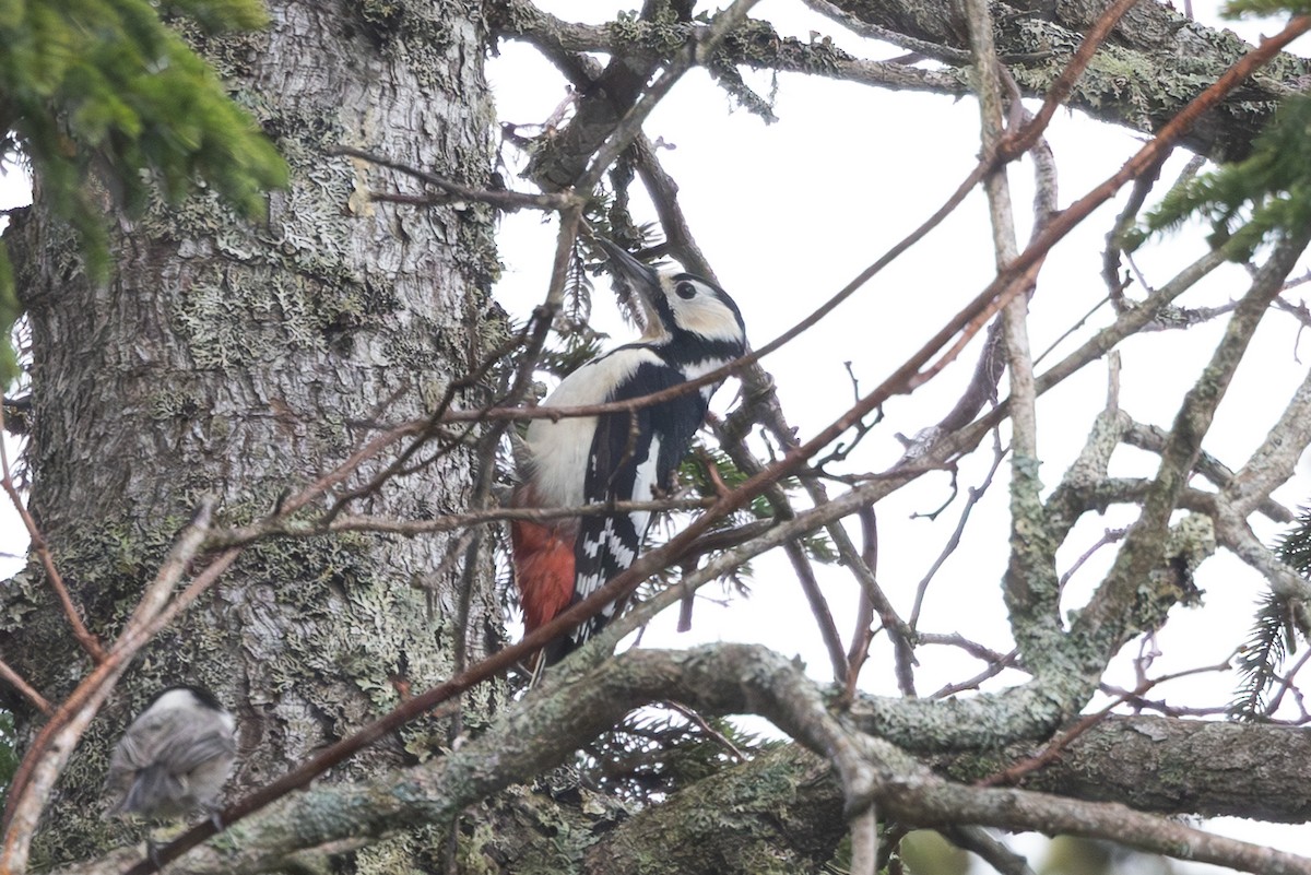 flaggspett - ML645254517