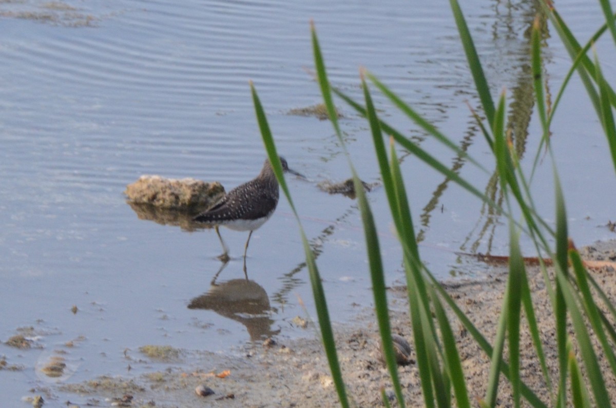 Einsiedelwasserläufer - ML645254518