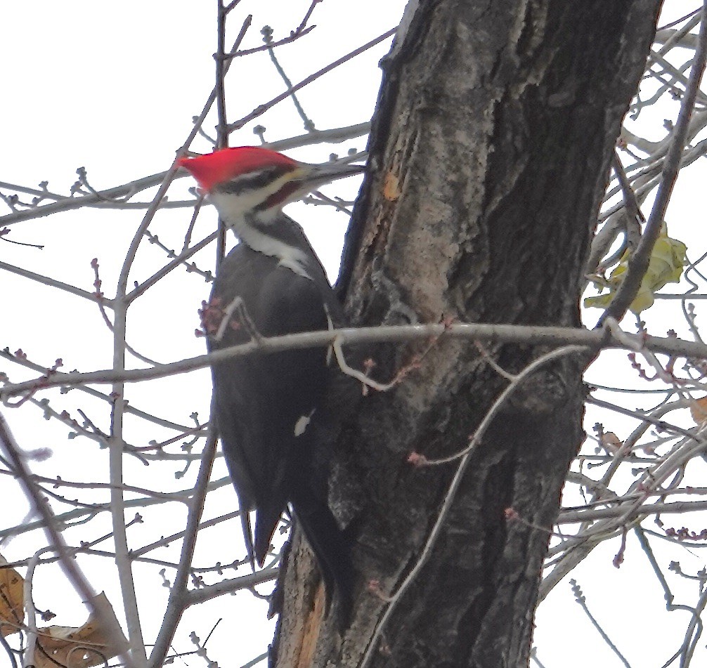datel chocholatý - ML645254525