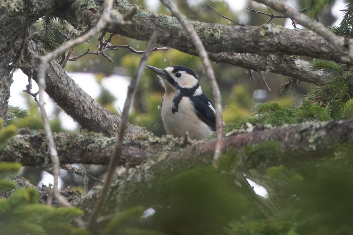 flaggspett - ML645254530