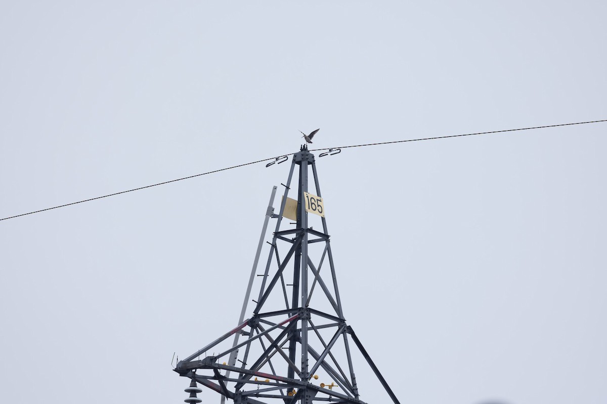 japanbekkasin - ML645254546