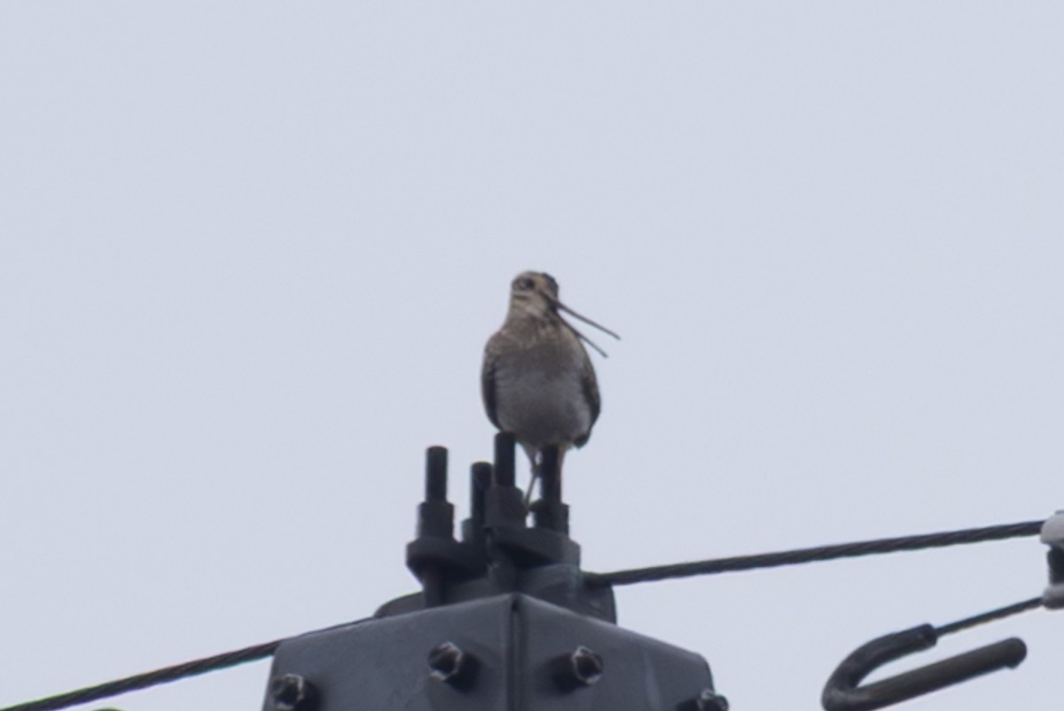 japanbekkasin - ML645254552