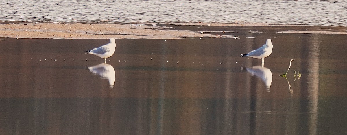 Ring-billed Gull - ML645254565