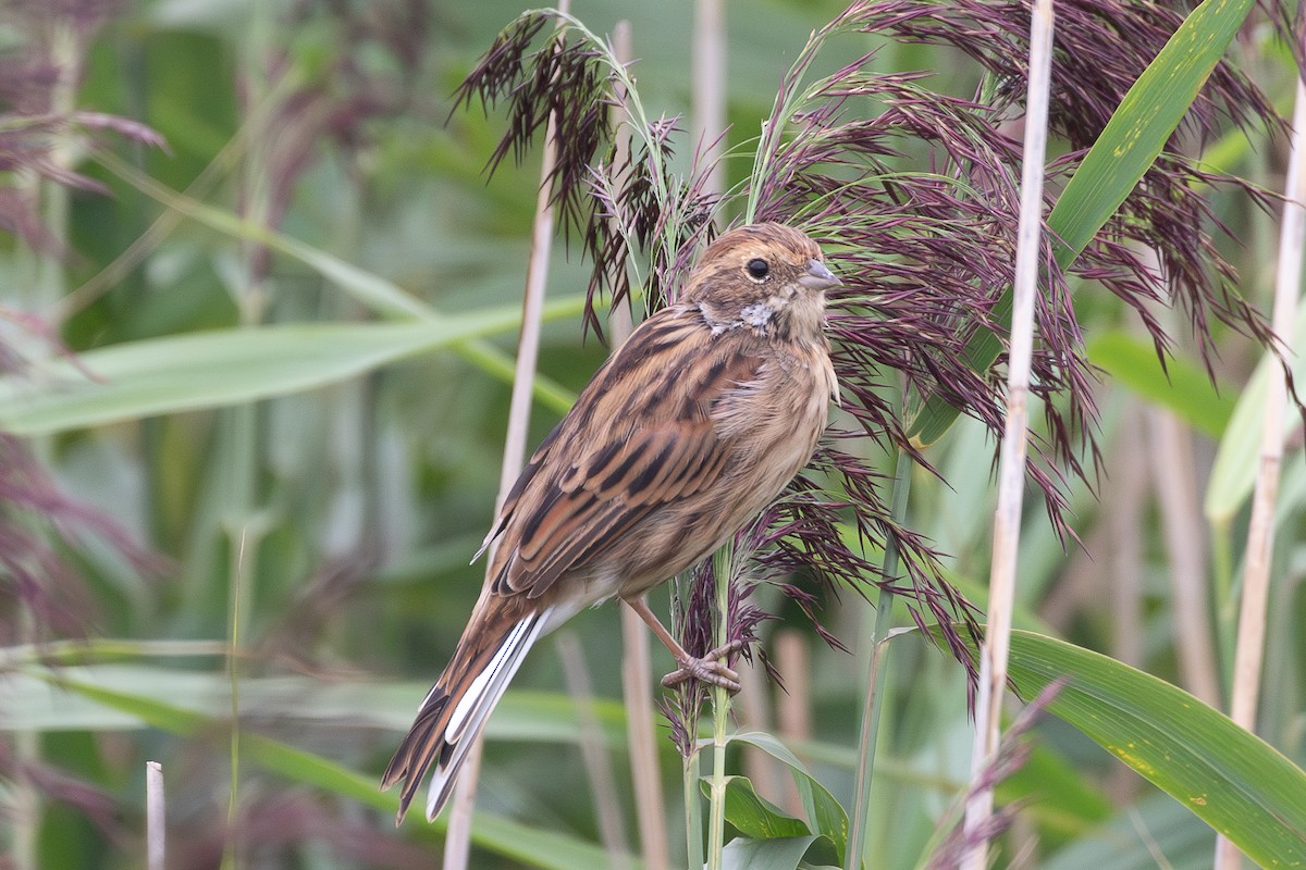 Reed Bunting - ML645254570