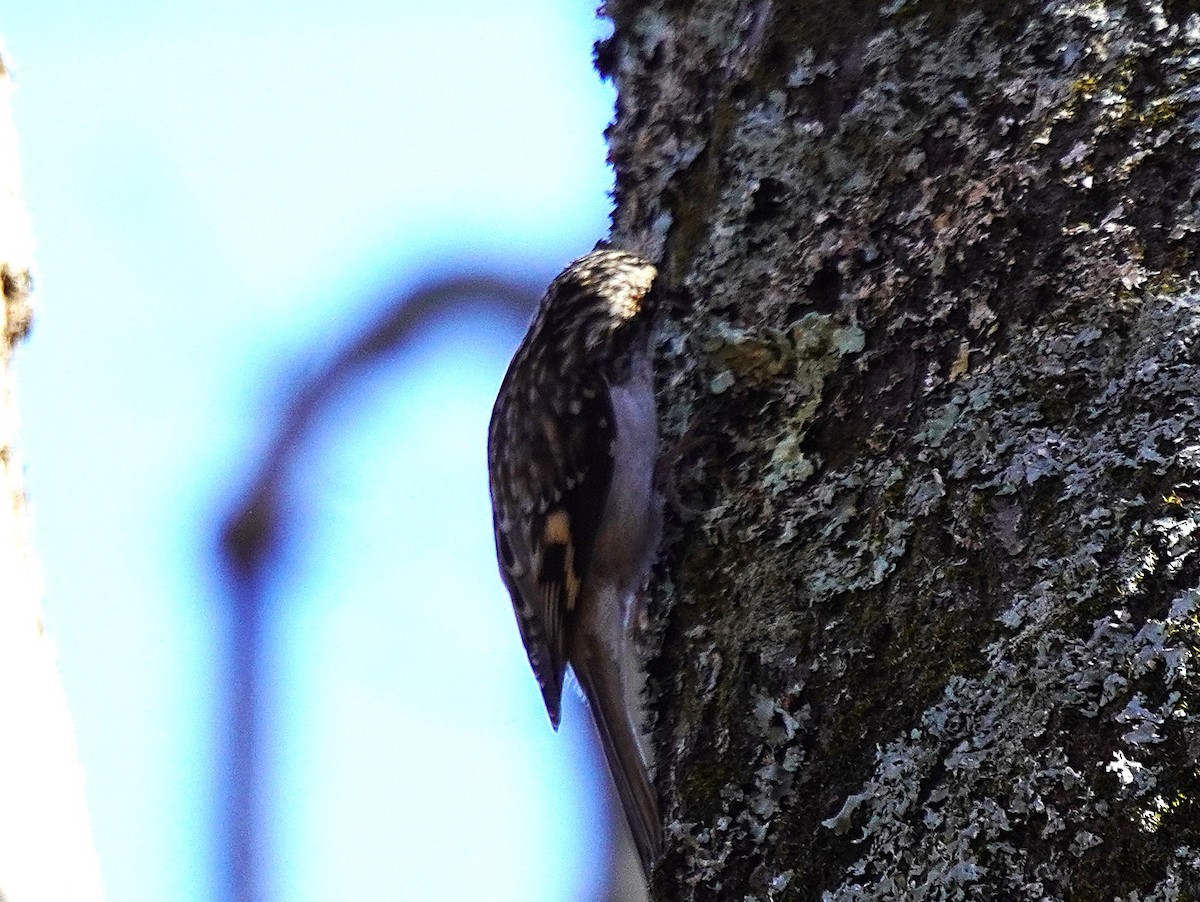 Brown Creeper - ML645254575