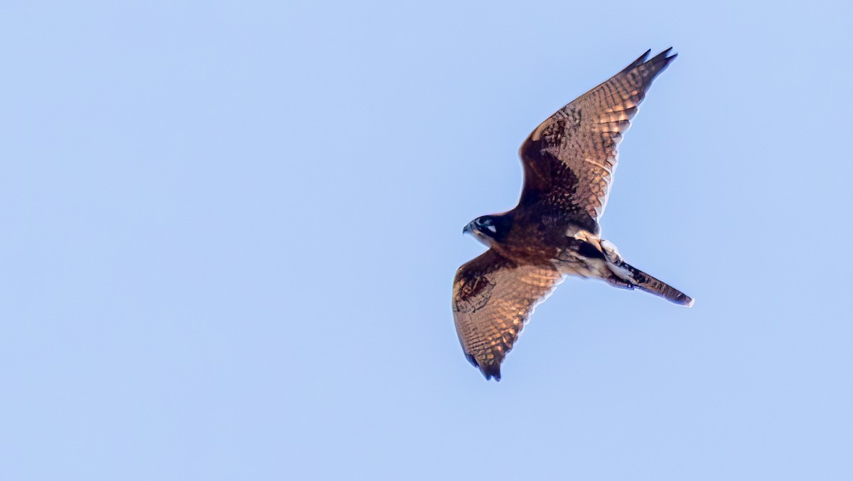 Brown Falcon - ML645254576