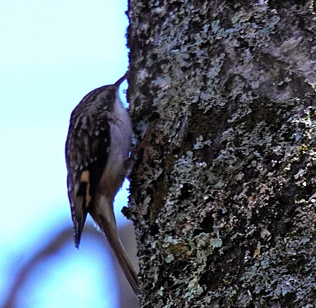 Brown Creeper - ML645254580