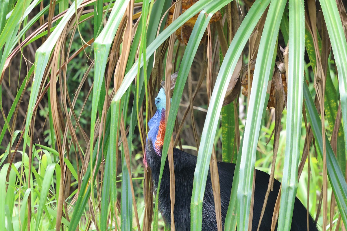 Southern Cassowary - ML645254588