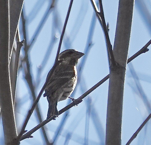 Чечевиця кармінова - ML645254589