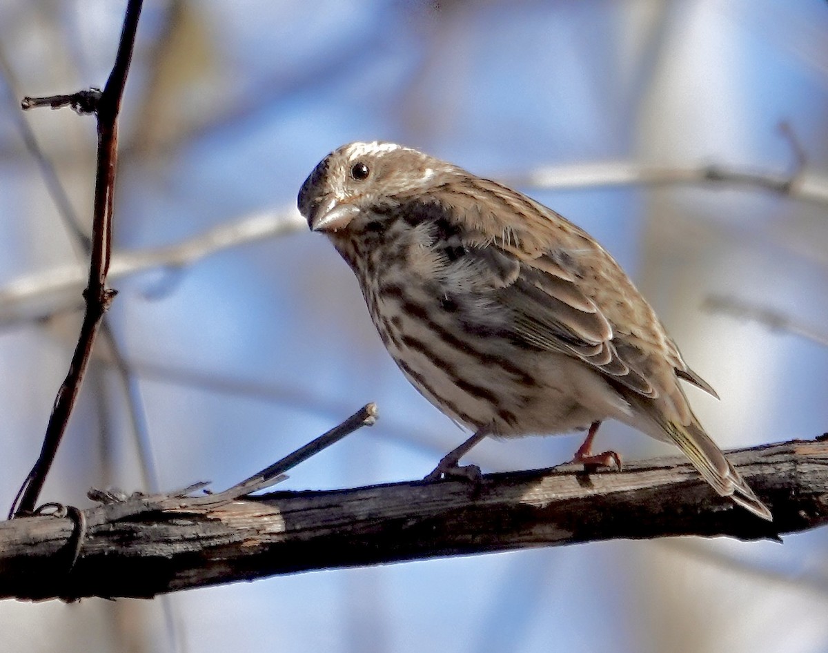 Чечевиця кармінова - ML645254590
