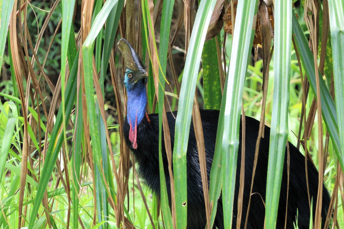 Southern Cassowary - ML645254598