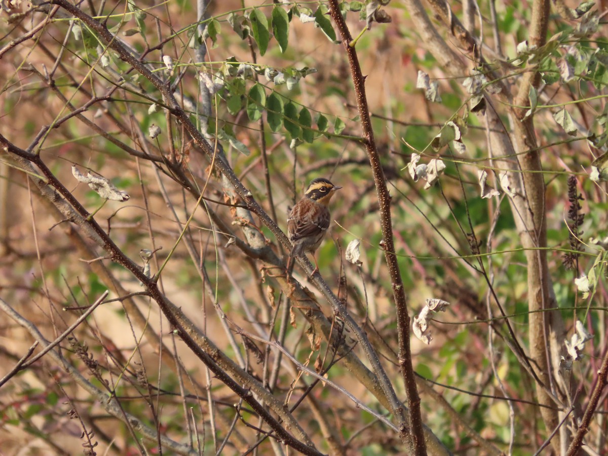 Accenteur montanelle - ML645254605