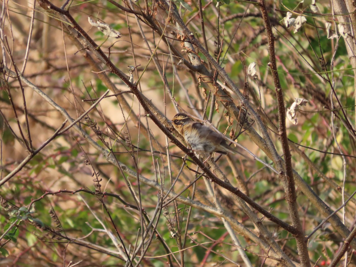 Accenteur montanelle - ML645254606