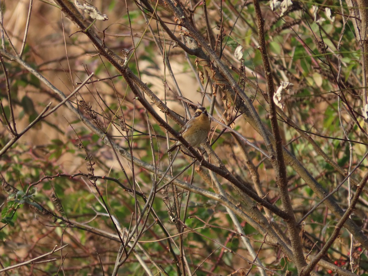 Accenteur montanelle - ML645254607