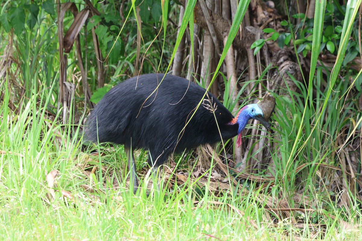 Southern Cassowary - ML645254608