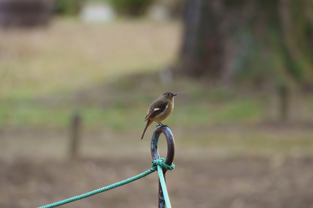 aurorarødstjert - ML645254609