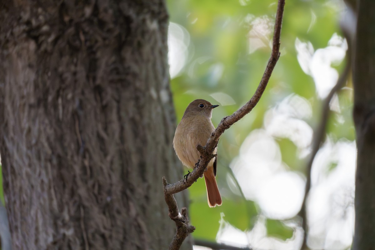 aurorarødstjert - ML645254611