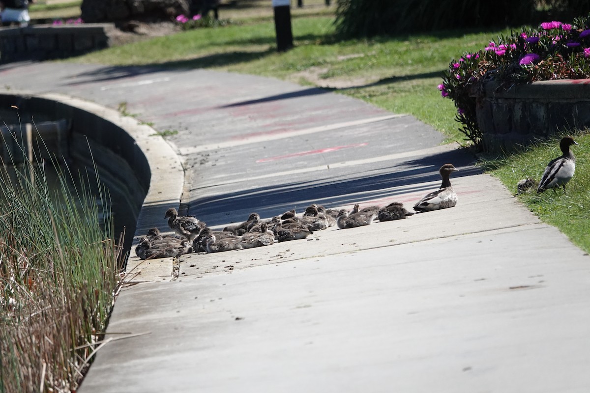 Pato de Crin - ML645254612