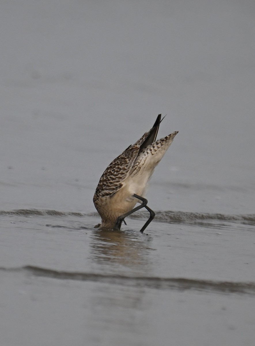 Aguja Colipinta - ML645254614