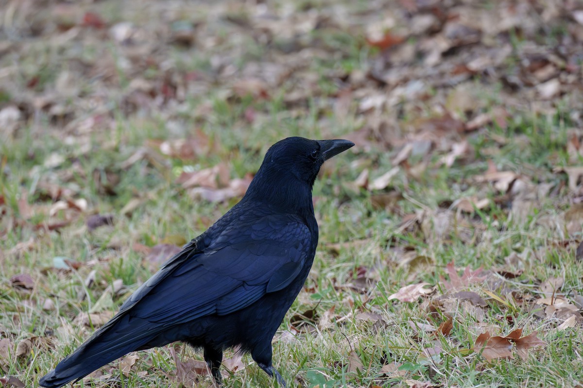 Corneja Negra - ML645254616