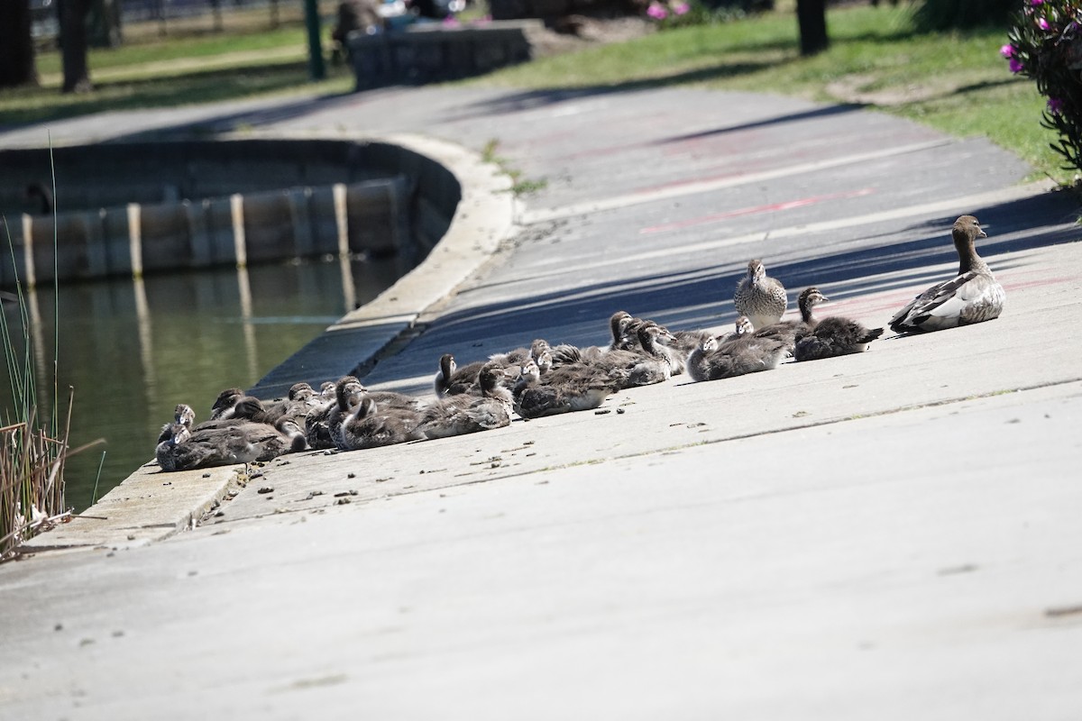 Pato de Crin - ML645254617