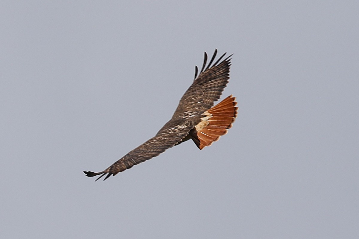 Busardo Colirrojo - ML645254618