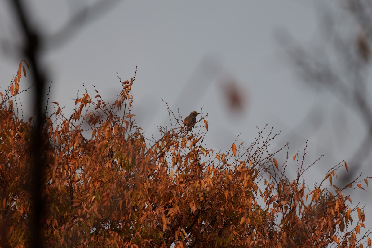 Bulbul Orejipardo - ML645254620
