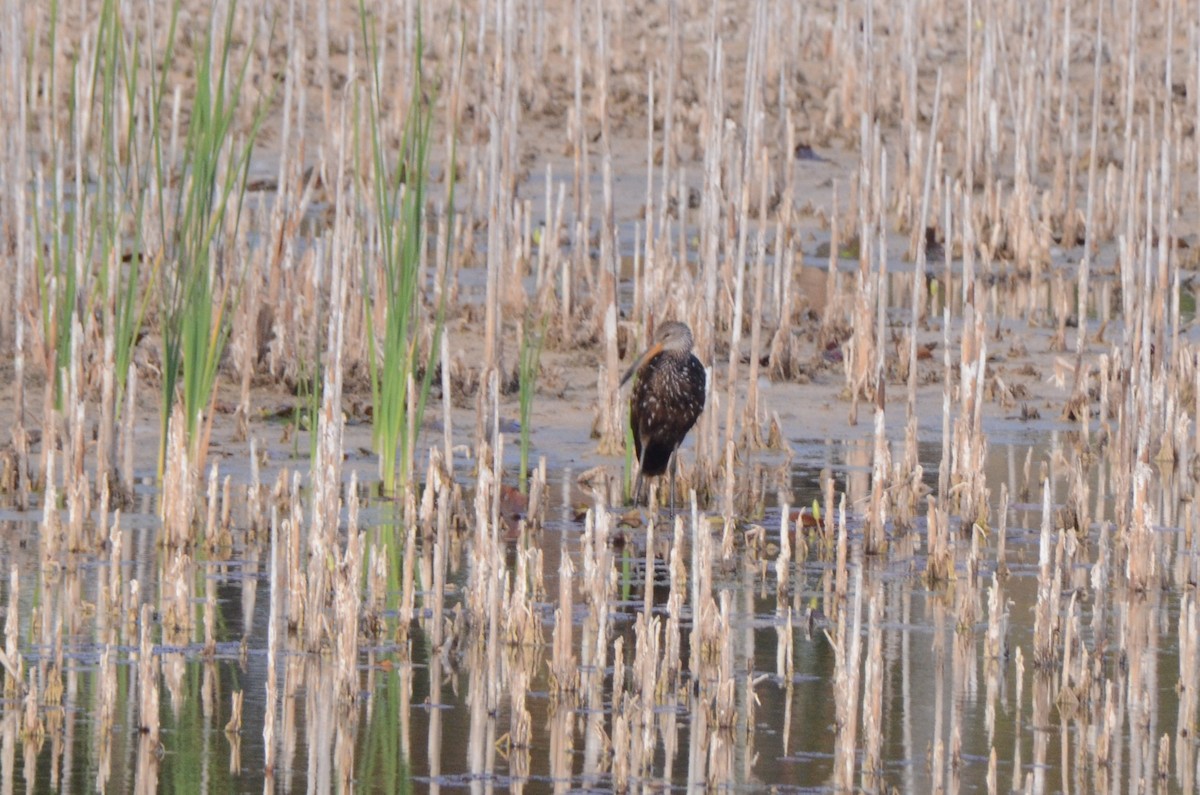 Carrao - ML645254621