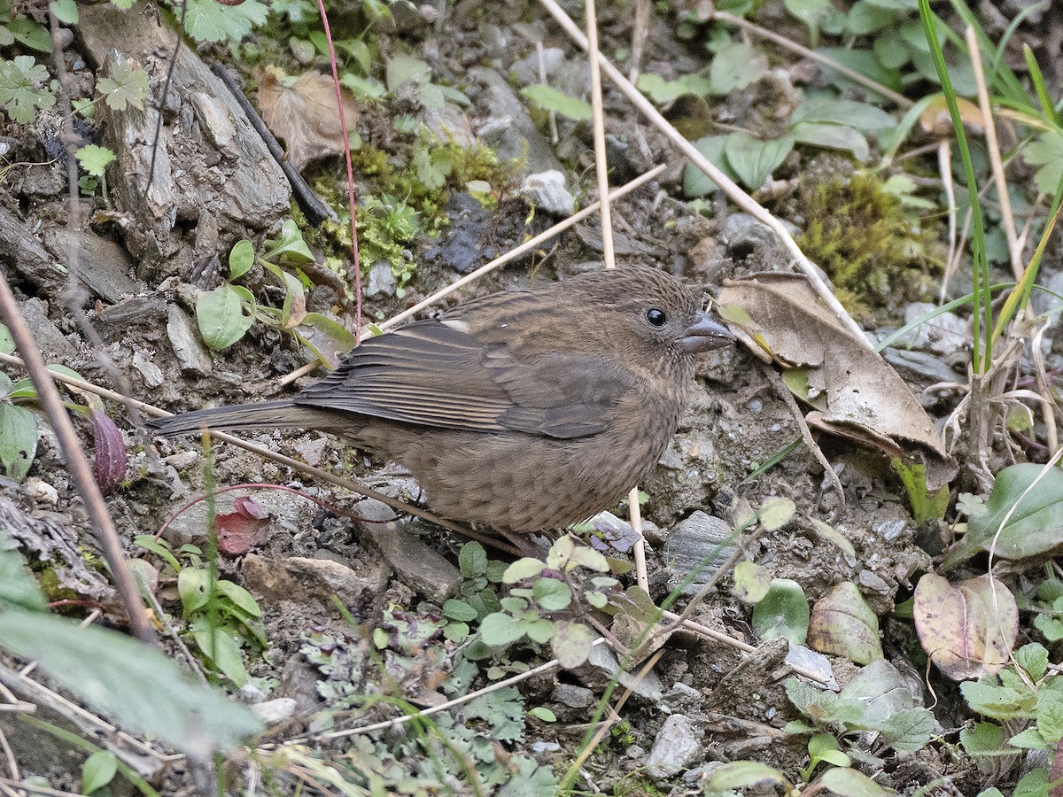 Camachuelo de Edwards - ML645254622
