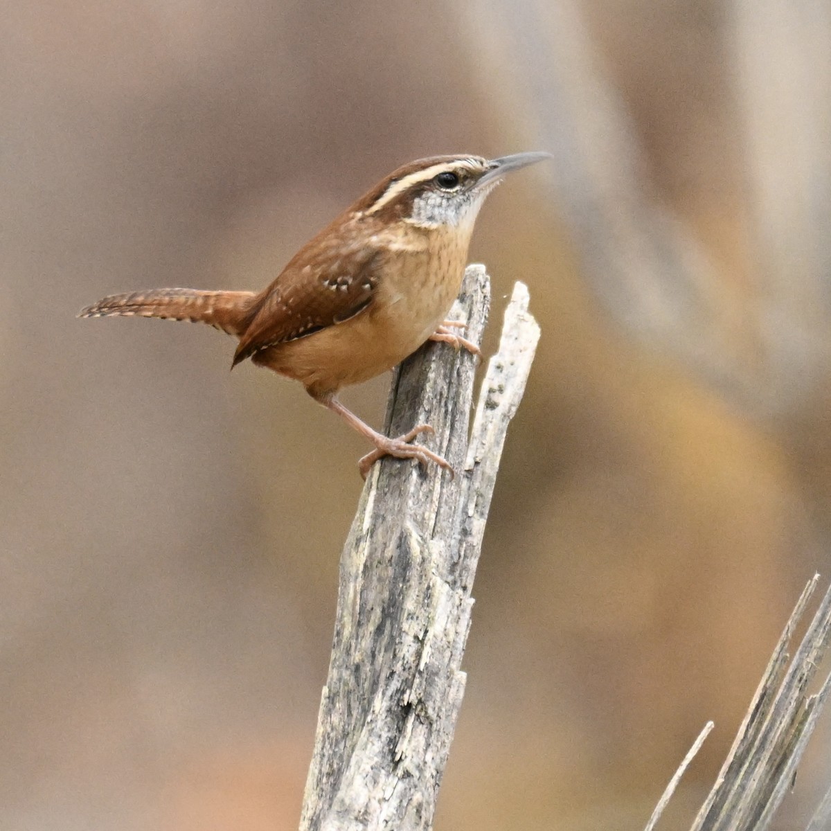 Cucarachero de Carolina - ML645254623