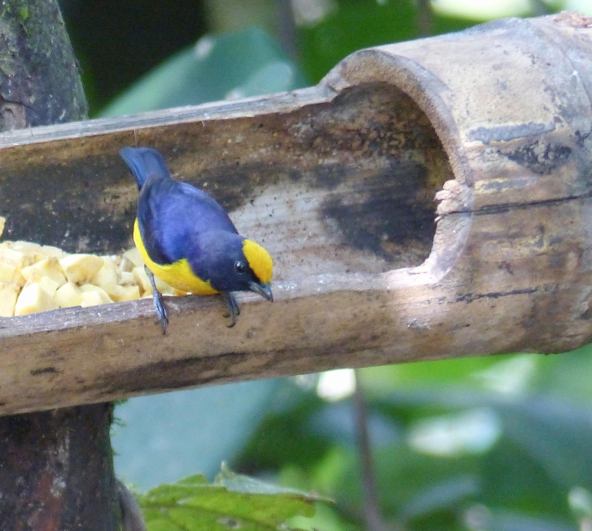 Eufonia Piquigruesa - ML645254624