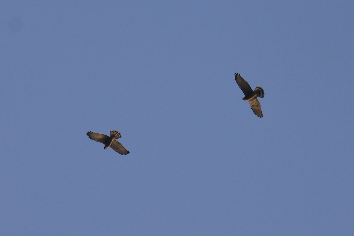 Busardo Carigrís - ML645254626