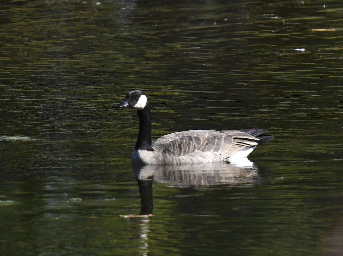 Barnacla Canadiense Grande - ML645254627
