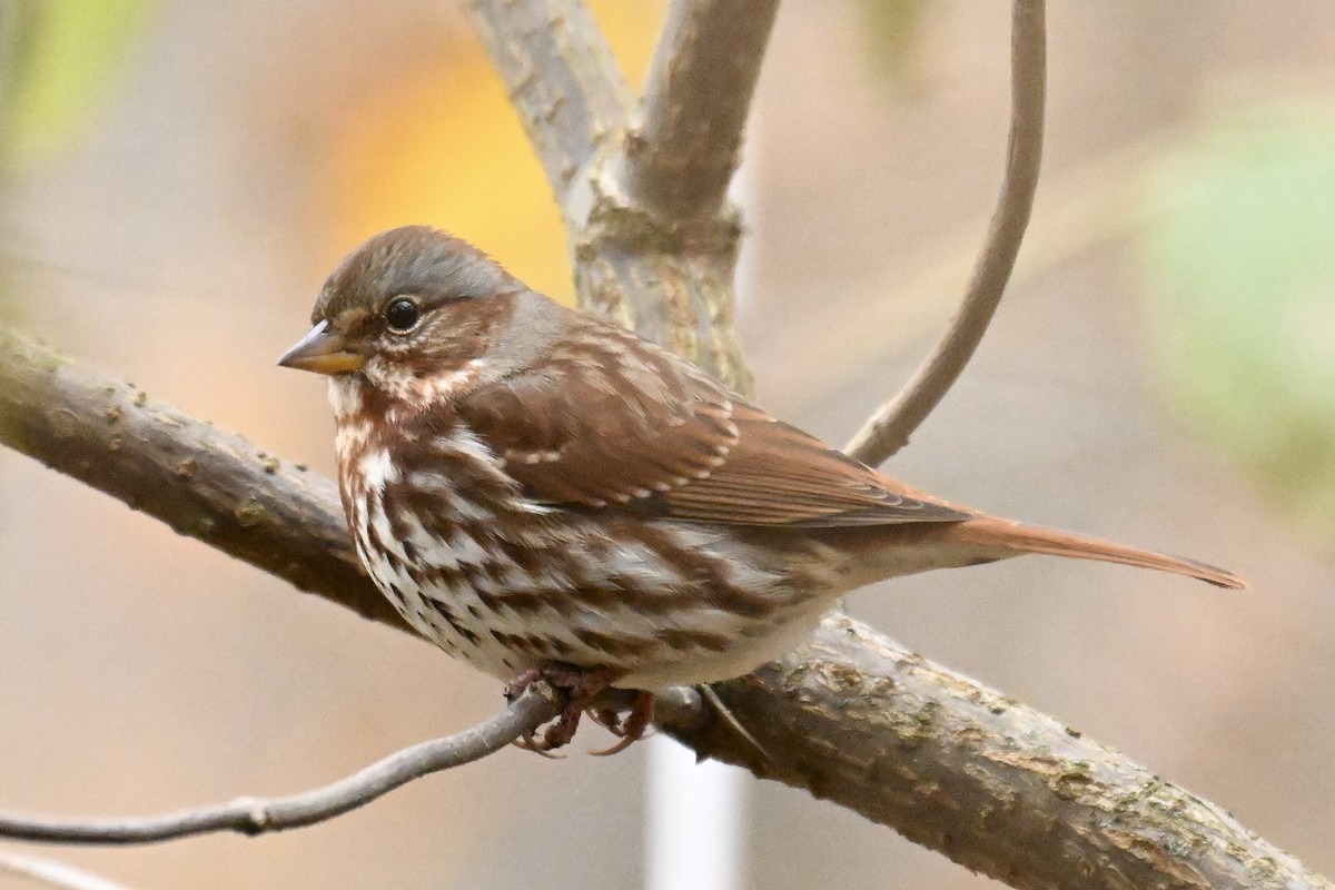 Chingolo Zorruno (iliaca/zaboria) - ML645254628