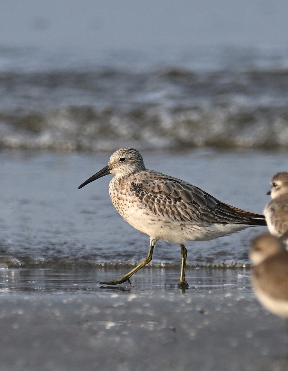 Correlimos Grande - ML645254629