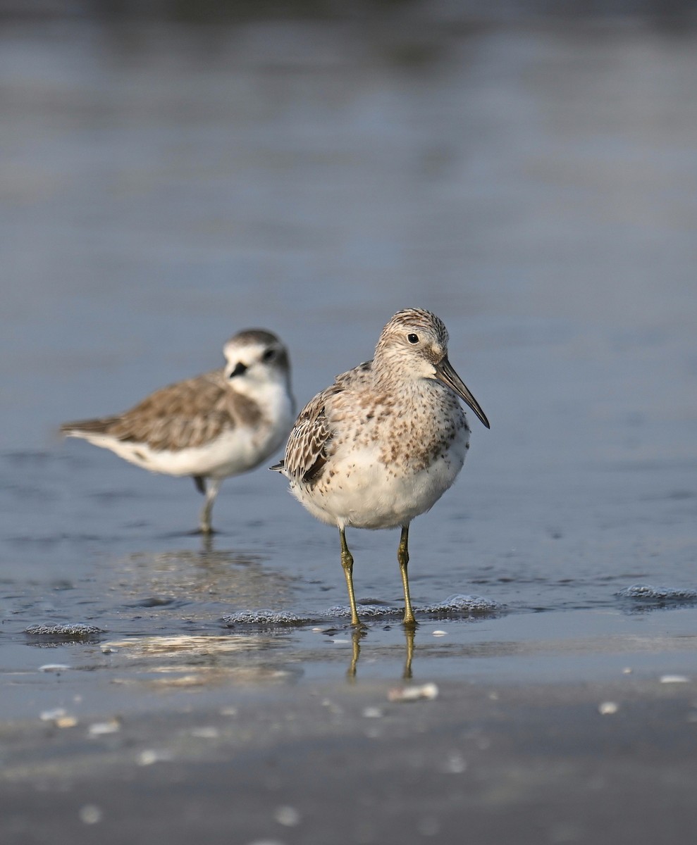 Correlimos Grande - ML645254630