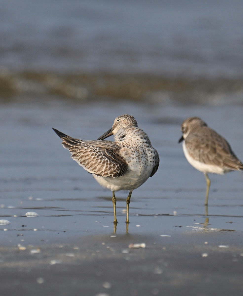 Correlimos Grande - ML645254631