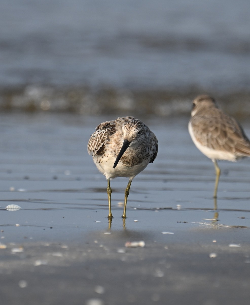 Correlimos Grande - ML645254632