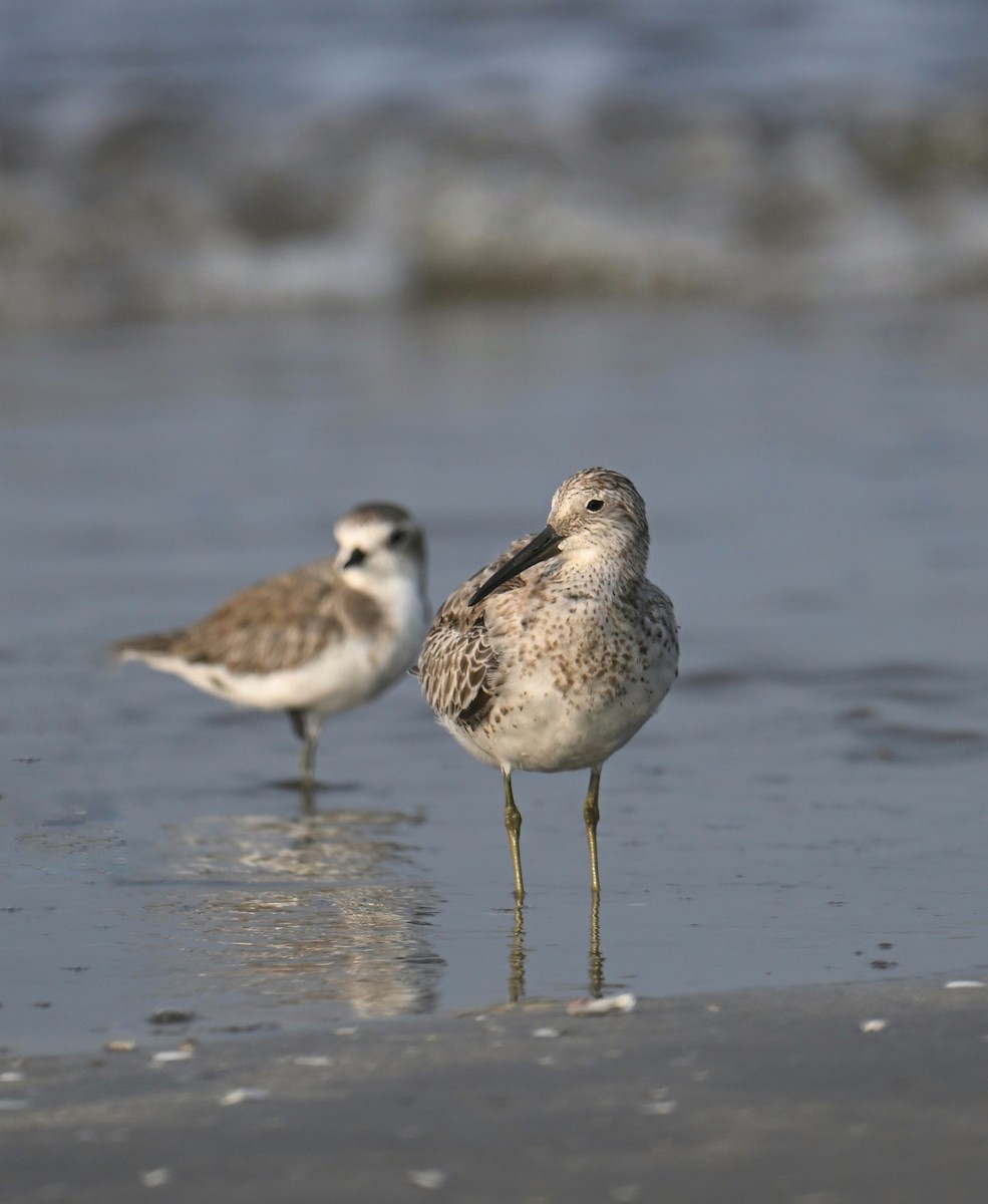 Correlimos Grande - ML645254633