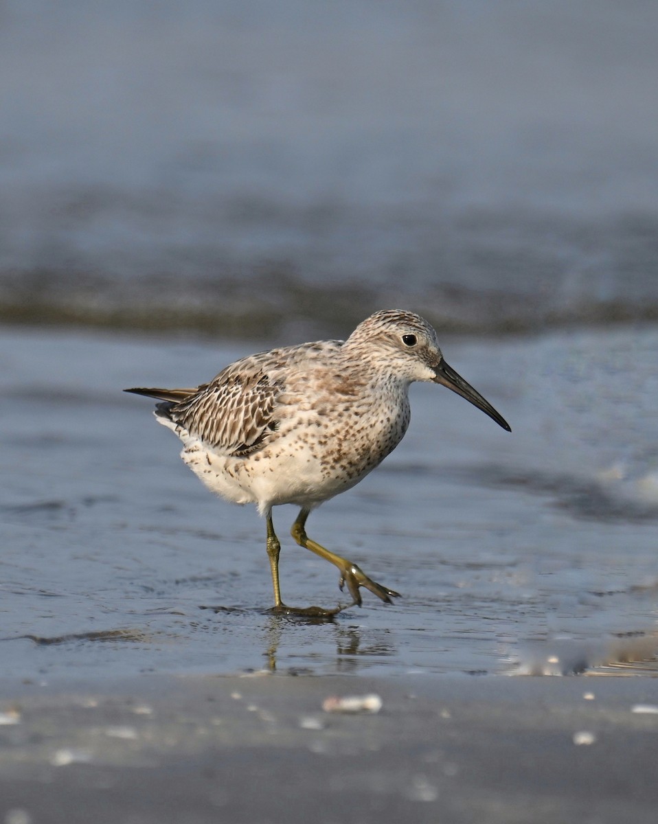 Correlimos Grande - ML645254634